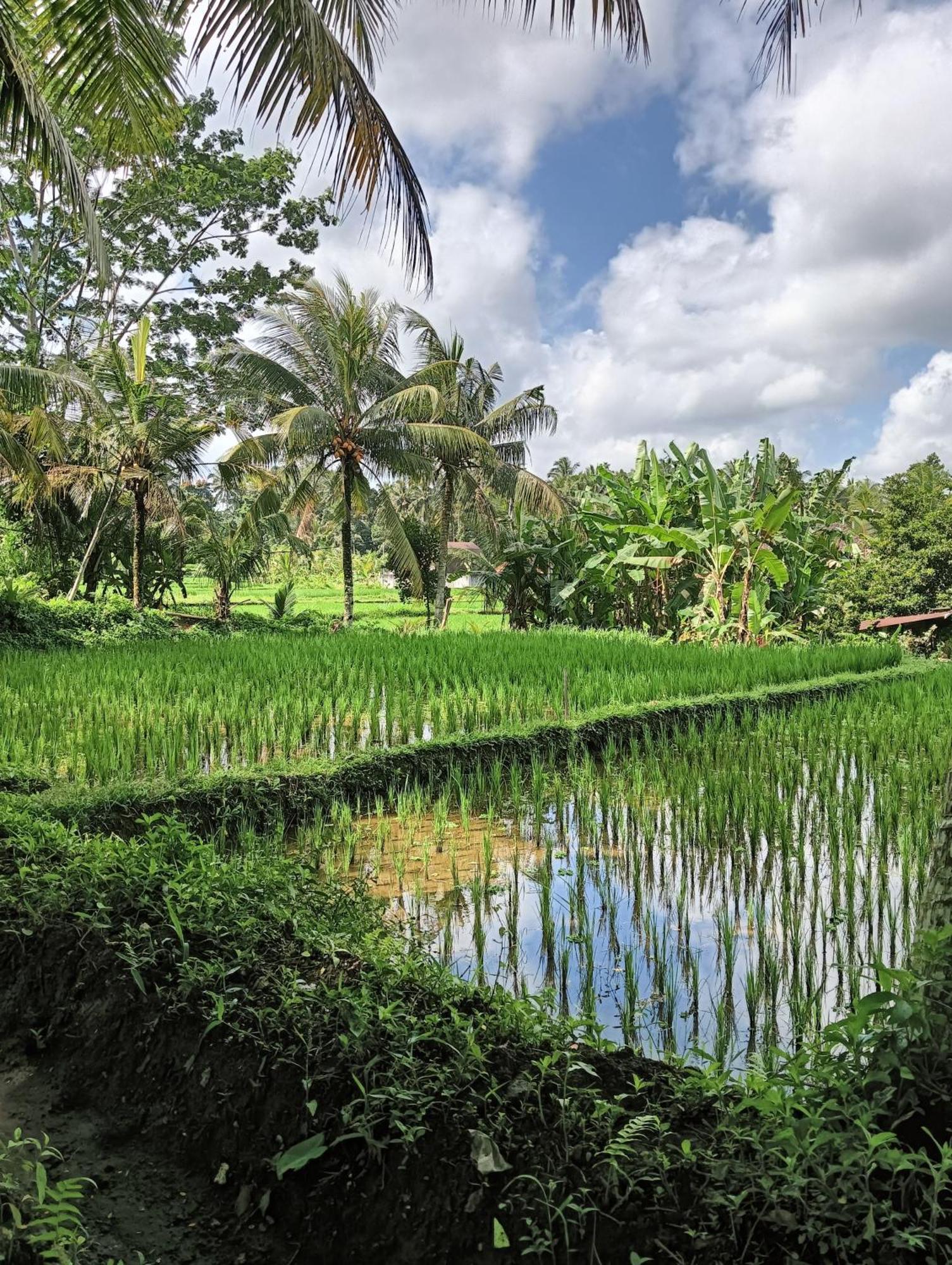 Rumah Guci Ubud  Ngoại thất bức ảnh